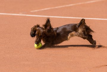 Bild 68 - RL TC an der Schirnau - SV Zehlendorfer Wespen : Ergebnis: 9:0